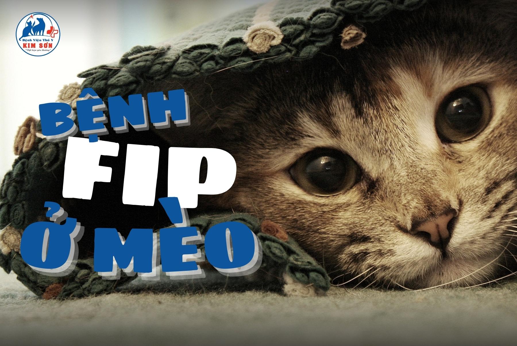 Bệnh fip ở mèo