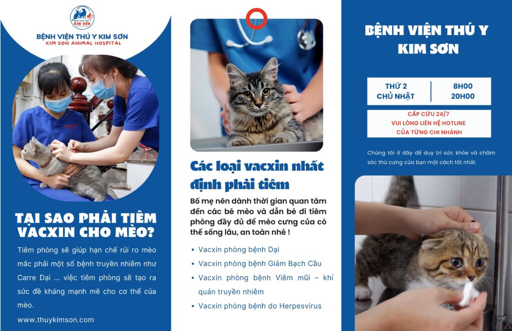 Tại sao phải tiêm Vaccine cho mèo 