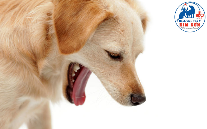 Bệnh viêm phế quản ở chó 